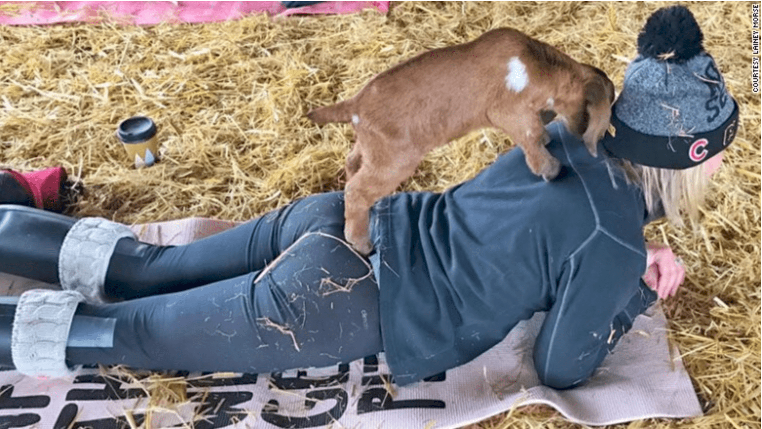 personal branding social media with a goat yoga-min